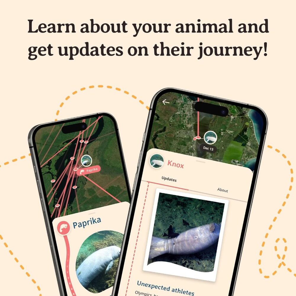 Manatee Tracking Bracelet Elastic Support Marine … - image 4